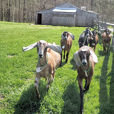 Nubian_Goats_Hildene_Farm