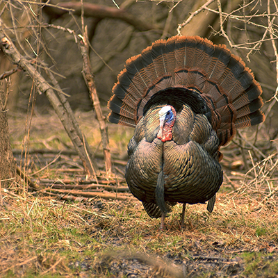 turkeys in vermont hildene youth education programming