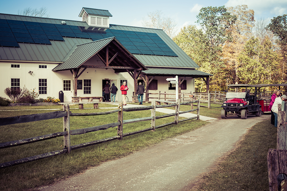 Peggy's cows