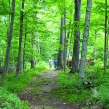 woods