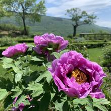 peony in Hildene's Formal Garden