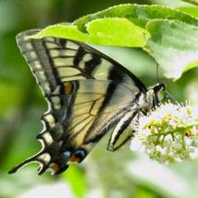 Canadian Tiger Swallow Butterfly