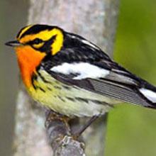 Blackburnian warbler