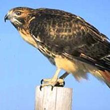 Red-Tailed Hawk