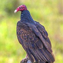 Turkey Vulture