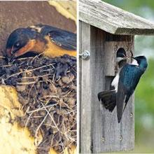 Barn Swallows and Tree swallows 