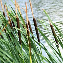 Cattails in the ponds